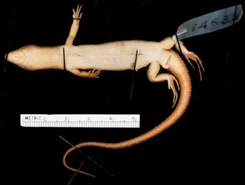 Media type: image;   Herpetology R-14632